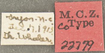 Media type: image;   Entomology 22779 Aspect: labels